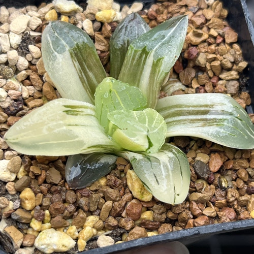 新品冰城寿锦有根一物一拍瓦苇属百合科十二卷多肉植物haworthia