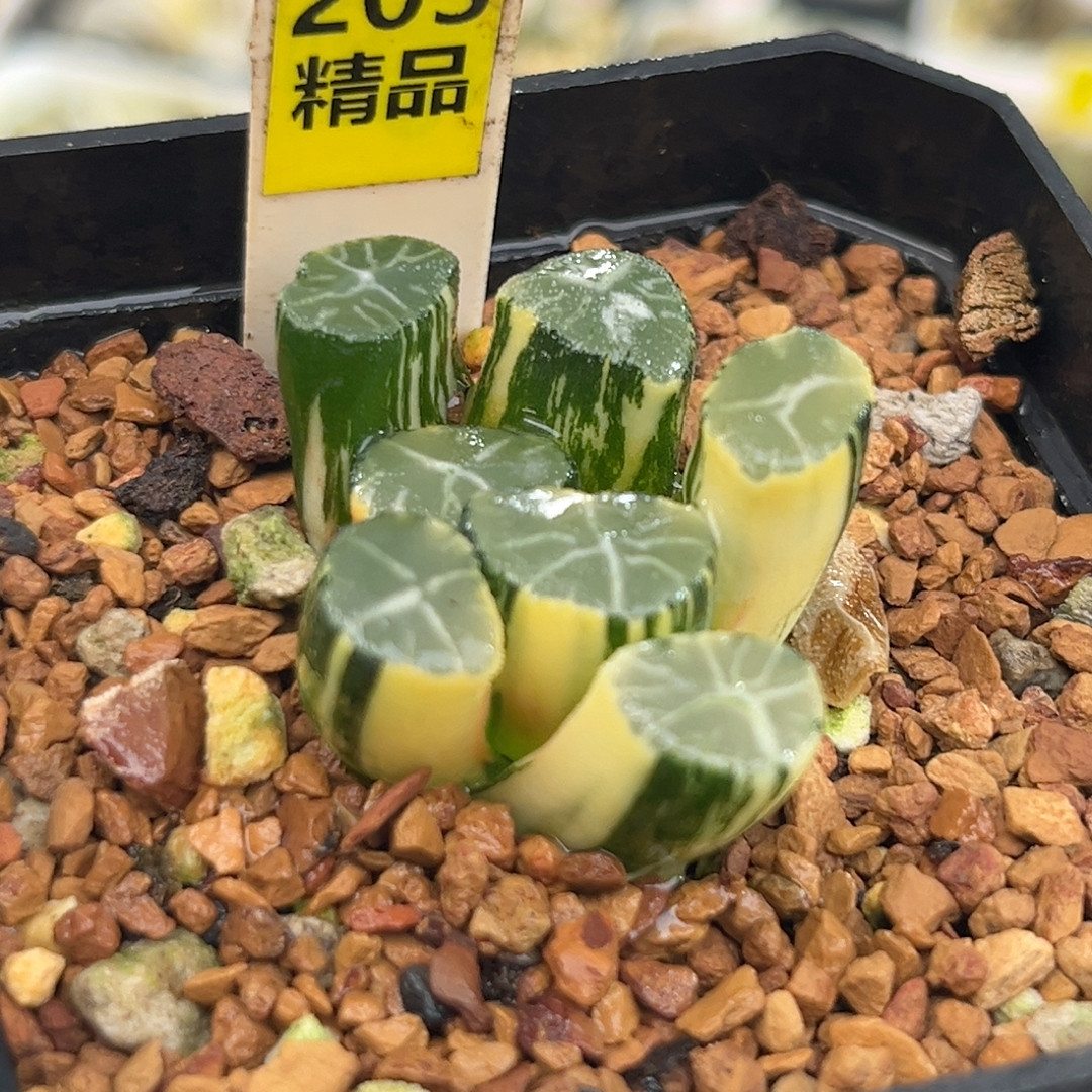 203白妙万象锦,鲜花速递/花卉仿真/绿植园艺,多肉植物,淘宝优惠券,粉丝福利购,淘宝优惠卷