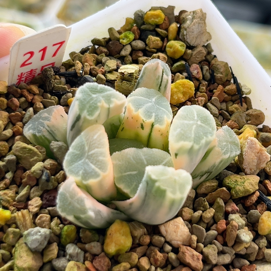 217白糊斑万象锦,鲜花速递/花卉仿真/绿植园艺,多肉植物,淘宝优惠券,粉丝福利购,淘宝优惠卷