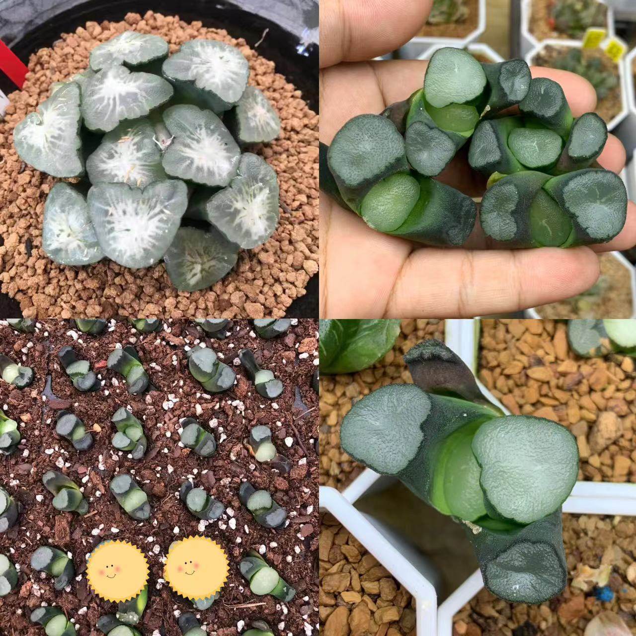 新品ms水晶万象多肉植物瓦苇属十二卷寿玉扇万象玉露绿植满25包邮