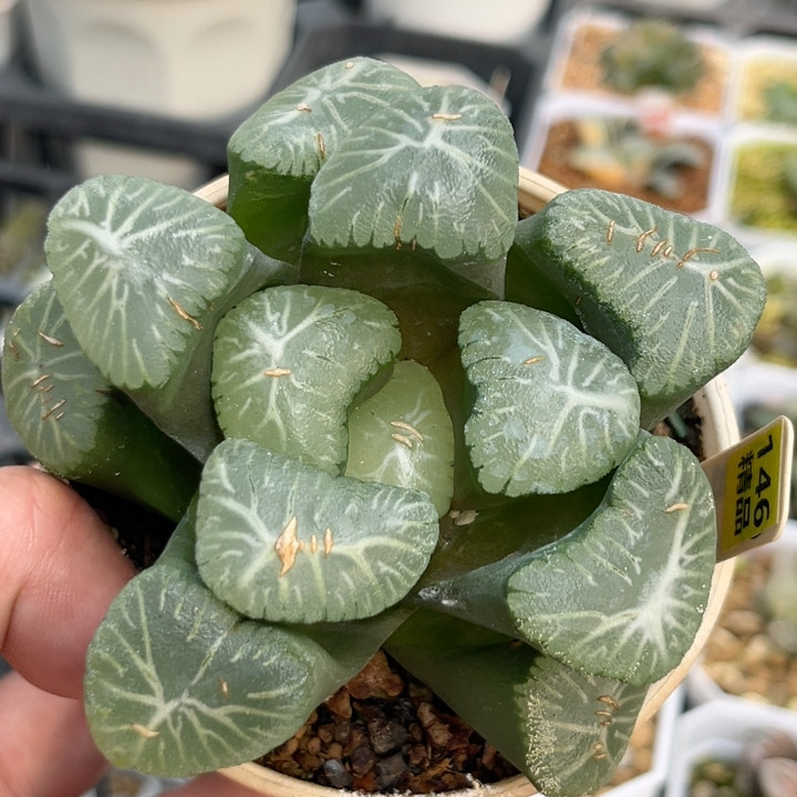 146翠星,鲜花速递/花卉仿真/绿植园艺,多肉植物,淘宝优惠券,粉丝福利购,淘宝优惠卷