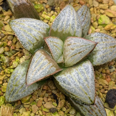 新品汤圆青蟹瓦苇十二卷多肉植物一物一拍带盆发货包邮Haworthia