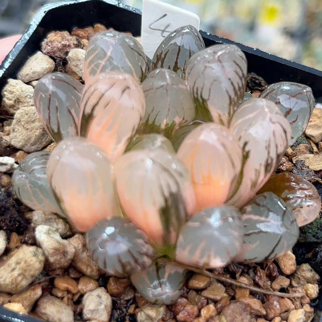 4红太阳玉露锦,鲜花速递/花卉仿真/绿植园艺,多肉植物,淘宝优惠券,粉丝福利购,淘宝优惠卷