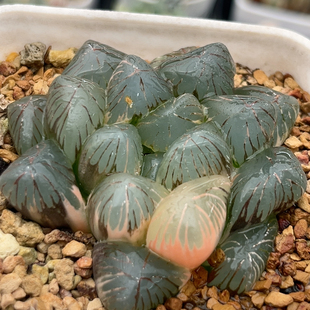 768大窗玉露锦