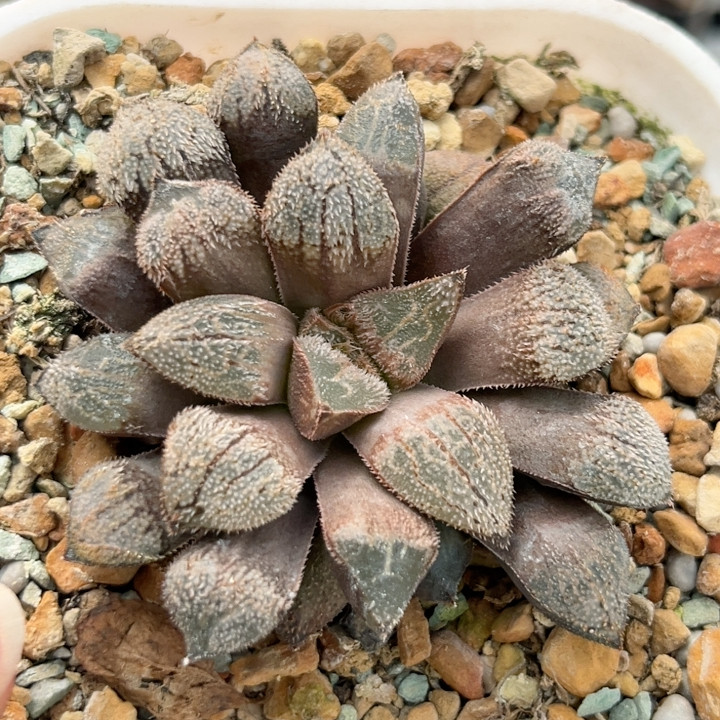 实生美吉,鲜花速递/花卉仿真/绿植园艺,多肉植物,淘宝优惠券,粉丝福利购,淘宝优惠卷