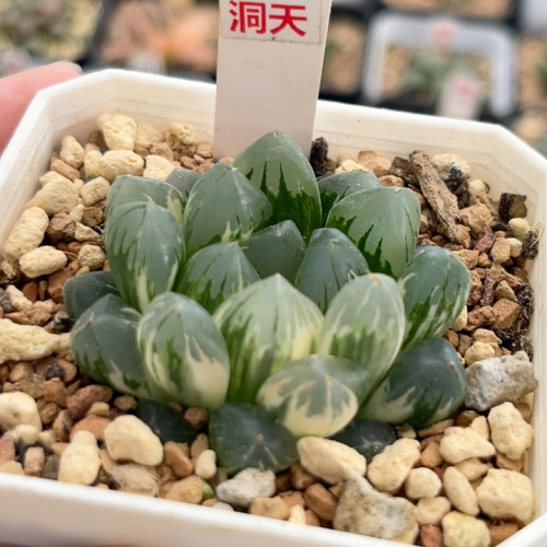 415北极之光锦
