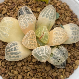 新品摩多寿锦糊斑摩多寿锦一物一拍瓦苇十二卷多肉植物Haworthia