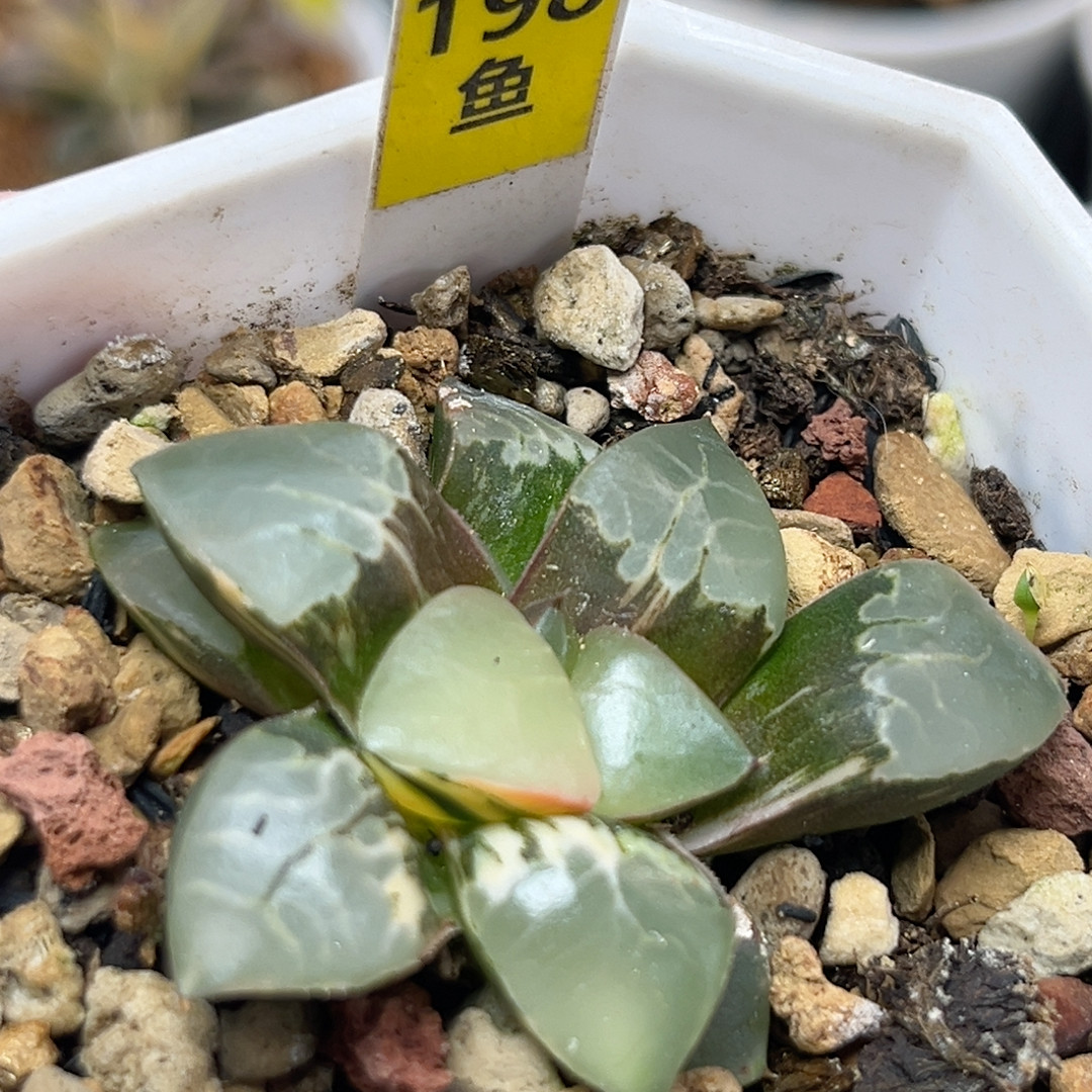 198火凤凰锦,鲜花速递/花卉仿真/绿植园艺,多肉植物,淘宝优惠券,粉丝福利购,淘宝优惠卷