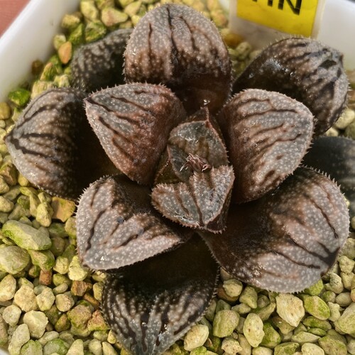 新品江南雪寿瓦苇十二卷多肉植物一物一拍带盆发货包邮Haworthia