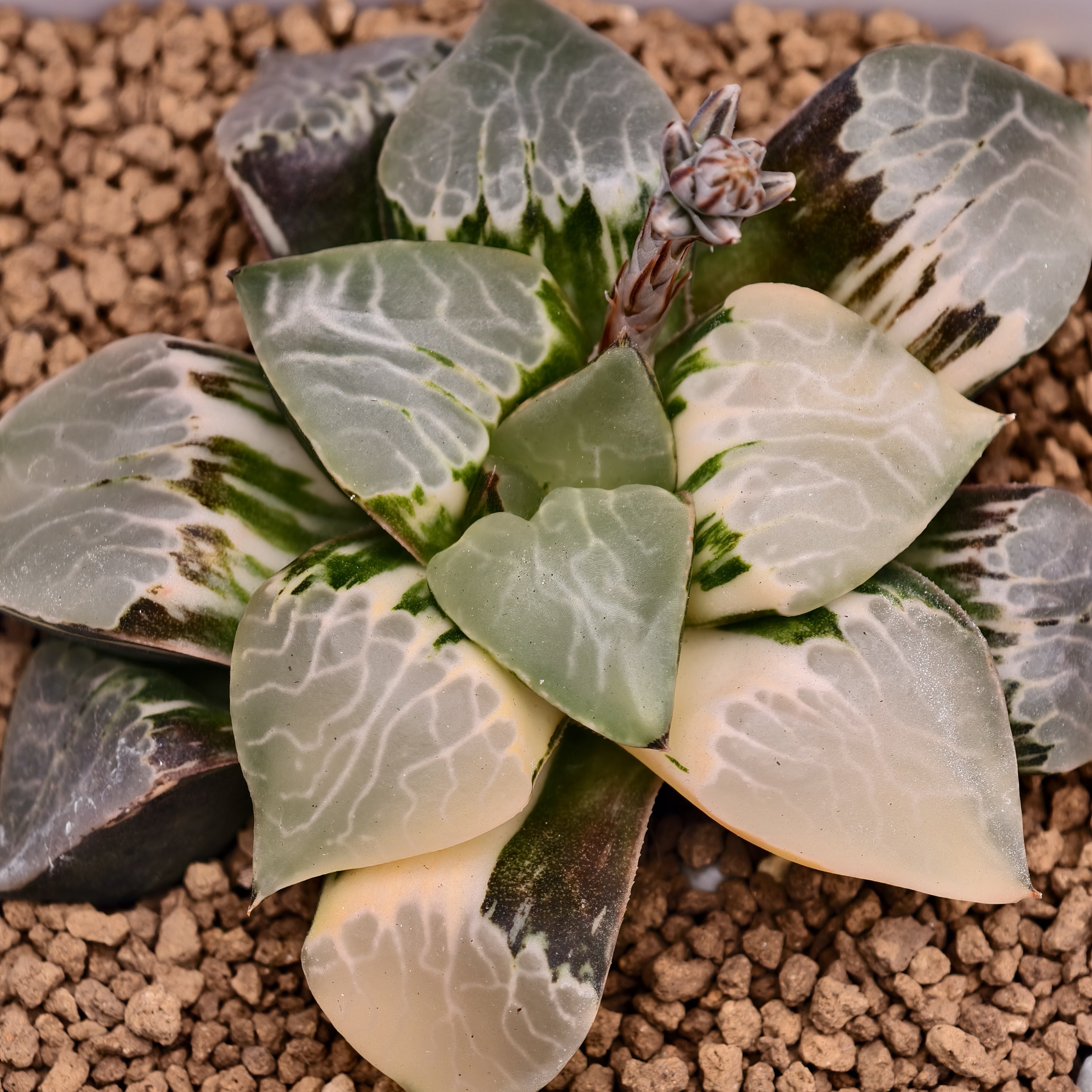 【火凤凰克锦】一物一拍瓦苇十二卷多肉植物万象玉扇锦Haworthia