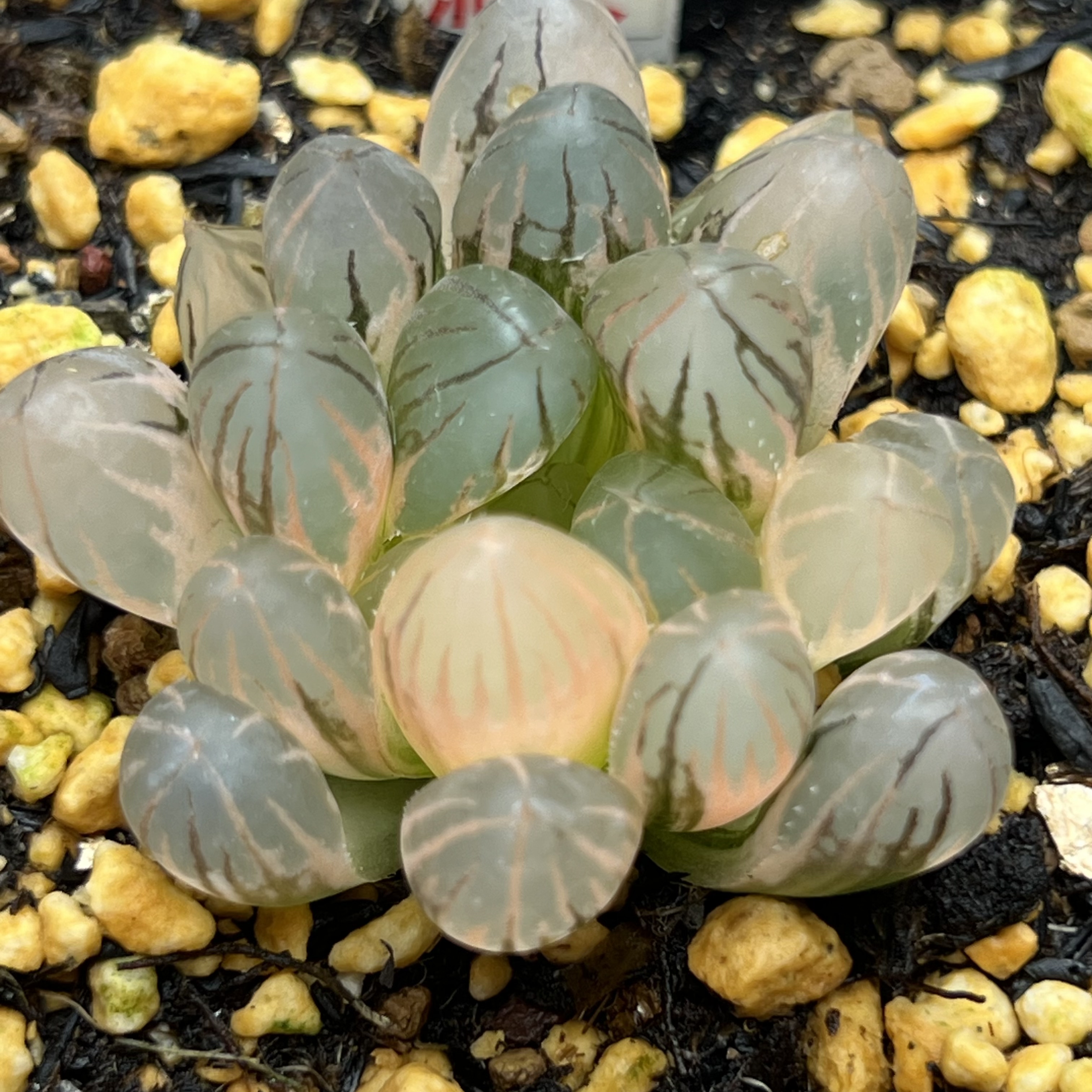 直播霓虹灯十二卷套餐多肉植物