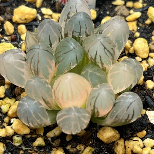 直播霓虹灯十二卷套餐多肉植物