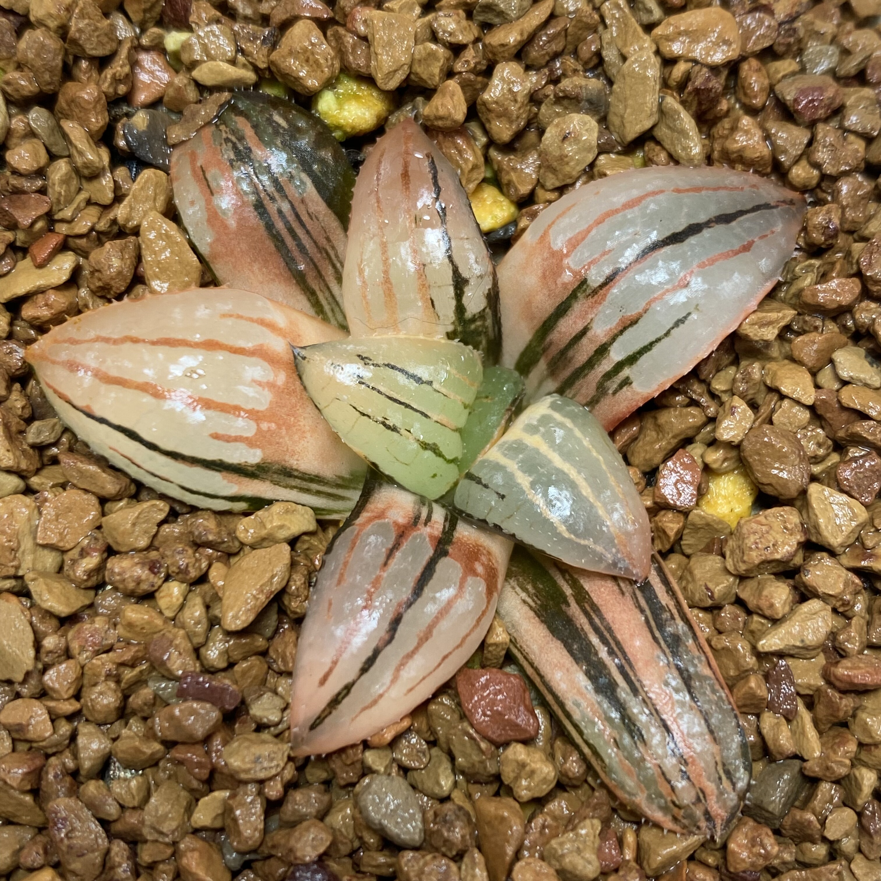 新品香瓜岛寿锦丸叶瓦苇十二卷多肉植物一物一拍Haworthia