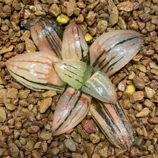 新品香瓜岛寿锦丸叶瓦苇十二卷多肉植物一物一拍Haworthia