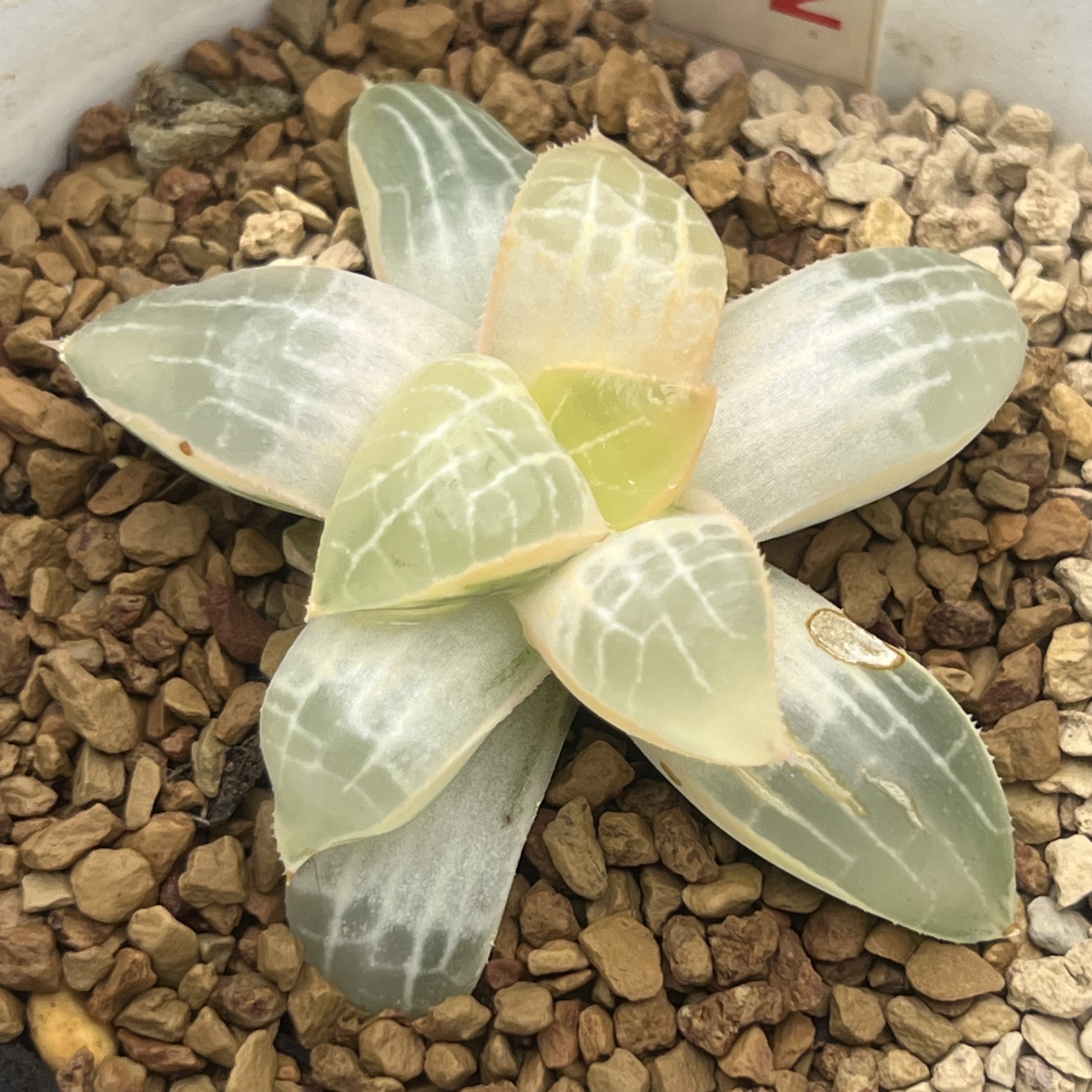 特价十二卷锦一物一拍综合链接多多肉植物