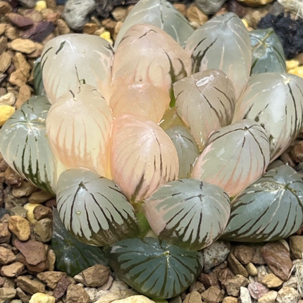 特价十二卷玉露锦综合链接一物一拍带盆发货多肉植物满15包邮4号