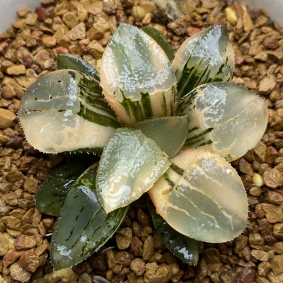 新品池田玻璃克锦一物一拍瓦苇属百合科十二卷多肉植物haworthia