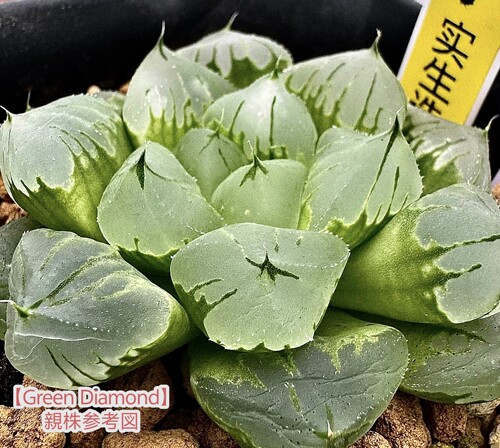 裹实生寿瓦苇十二卷多肉植物一物一拍带盆发货Haworthia