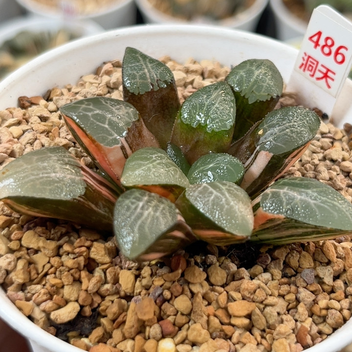 486网纹克锦,鲜花速递/花卉仿真/绿植园艺,多肉植物,淘宝优惠券,粉丝福利购,淘宝优惠卷