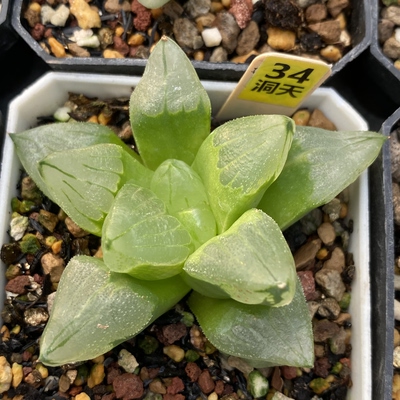 冰城寿瓦苇十二卷多肉植物一物一拍带盆发货满15包邮Haworthia