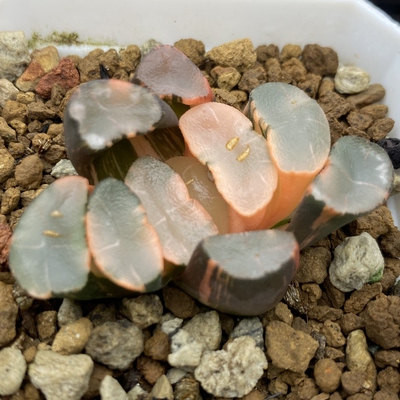 【透镜万象山之翠万象锦】瓦苇十二卷多肉植物一物一拍Haworthia