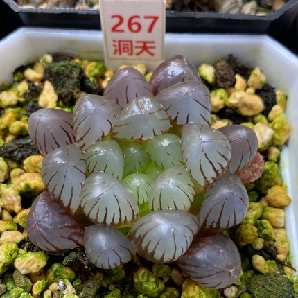 特价【冰灯玉露】瓦苇多肉植物十二卷盆栽haworthia 7号