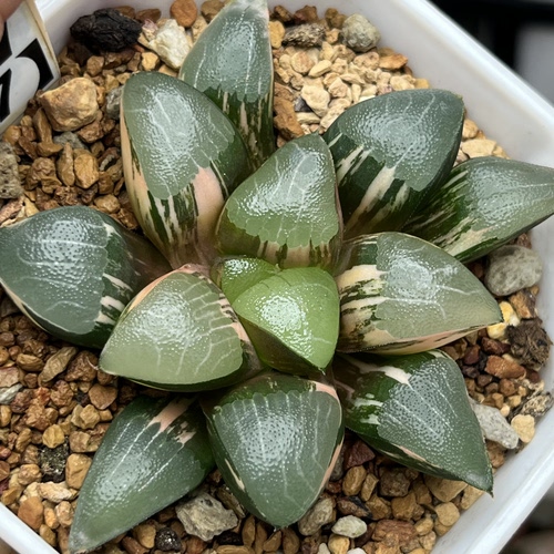 和田玉克锦克里克特瓦苇十二卷多肉植物一物一拍十二卷Haworthia