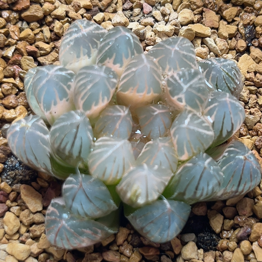 332糊斑霓虹灯,鲜花速递/花卉仿真/绿植园艺,多肉植物,淘宝优惠券,粉丝福利购,淘宝优惠卷