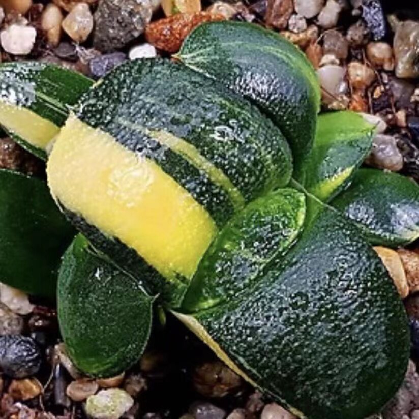新品军配卧牛珍珠卧牛锦瓦苇一物一拍多肉植物冰灯玉露haworthia