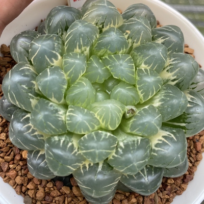 湖水玉露锦冰灯玉露锦瓦苇十二卷多肉植物一物一拍Haworthia