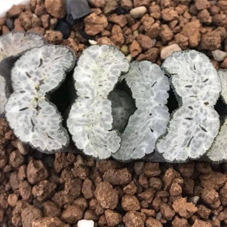 一物一拍守冰实生玉扇多肉植物肉肉植物铭品迷你盆栽满38包邮