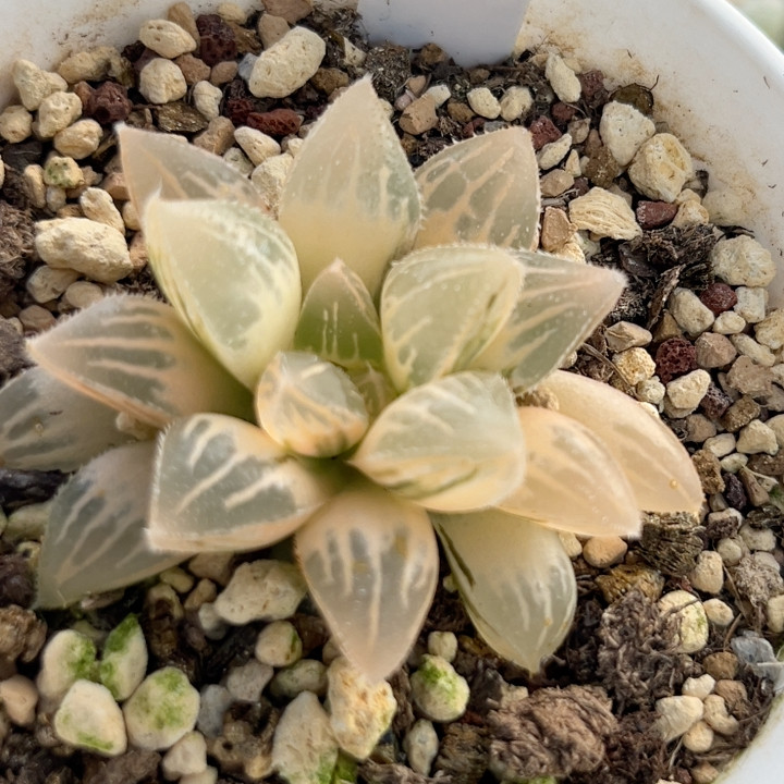 357糊斑冰沙糖锦,鲜花速递/花卉仿真/绿植园艺,多肉植物,淘宝优惠券,粉丝福利购,淘宝优惠卷