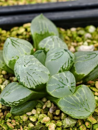 新品超级克寿多肉植物玉露