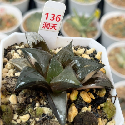 136白凤锦