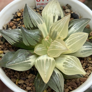 新品西瓜寿锦瓦苇十二卷多肉植物一物一拍Haworthia