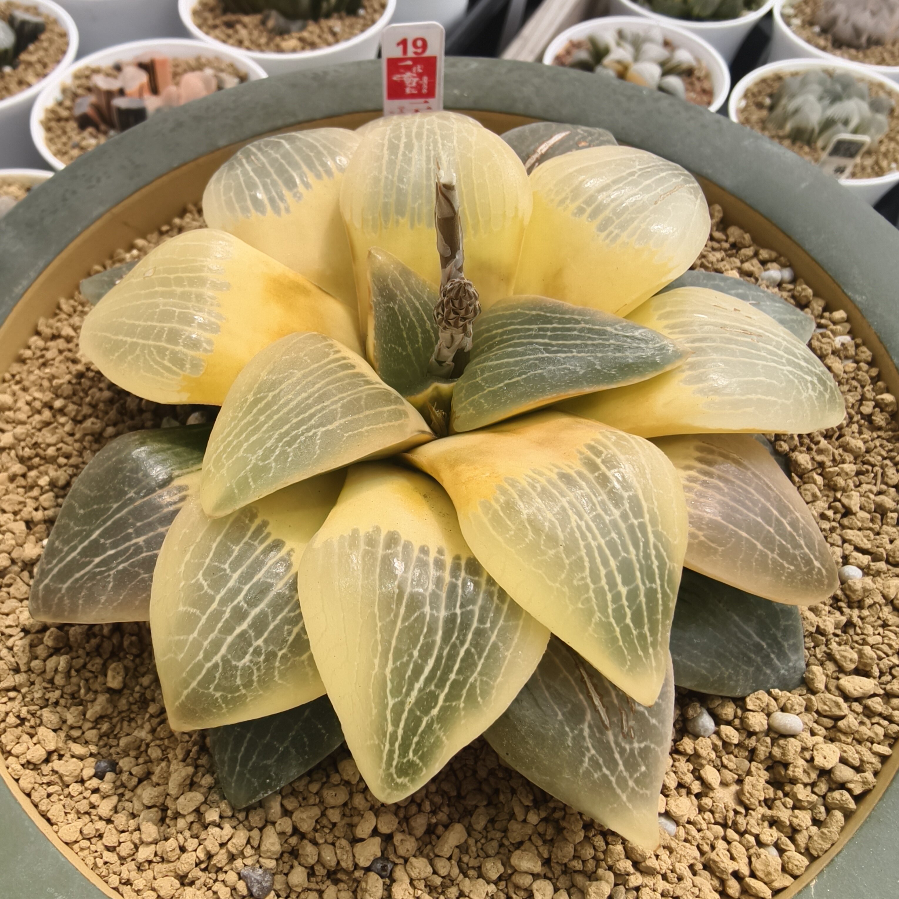 新品月光寿锦瓦苇十二卷多肉植物一物一拍Haworthia