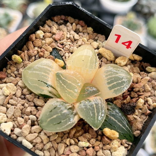 14糊斑亲指姬锦