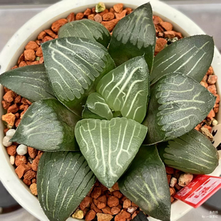 新品云间克一物一拍克里克特多肉植物十二卷克瓦苇属Haworthia
