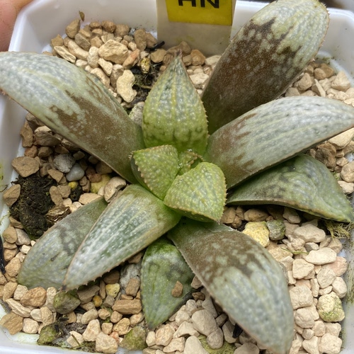 新品冬与春交寿瓦苇十二卷多肉植物一物一拍带盆发货包邮
