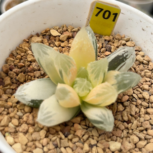 701糊斑白帝城锦