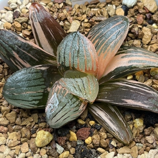 新品夜想之森锦寿锦瓦苇十二卷多肉植物一物一拍Haworthia
