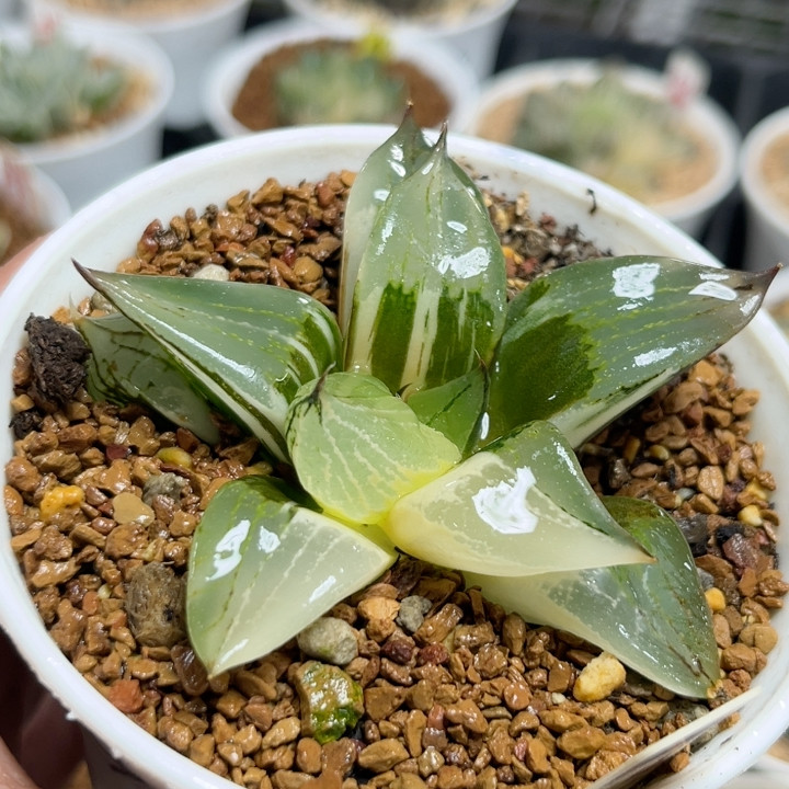 14裹斑若锦,鲜花速递/花卉仿真/绿植园艺,多肉植物,淘宝优惠券,粉丝福利购,淘宝优惠卷