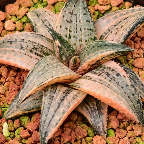 黑王龙鳞锦硬叶十二卷锦一物一拍瓦苇多肉植物带盆发货Haworthia