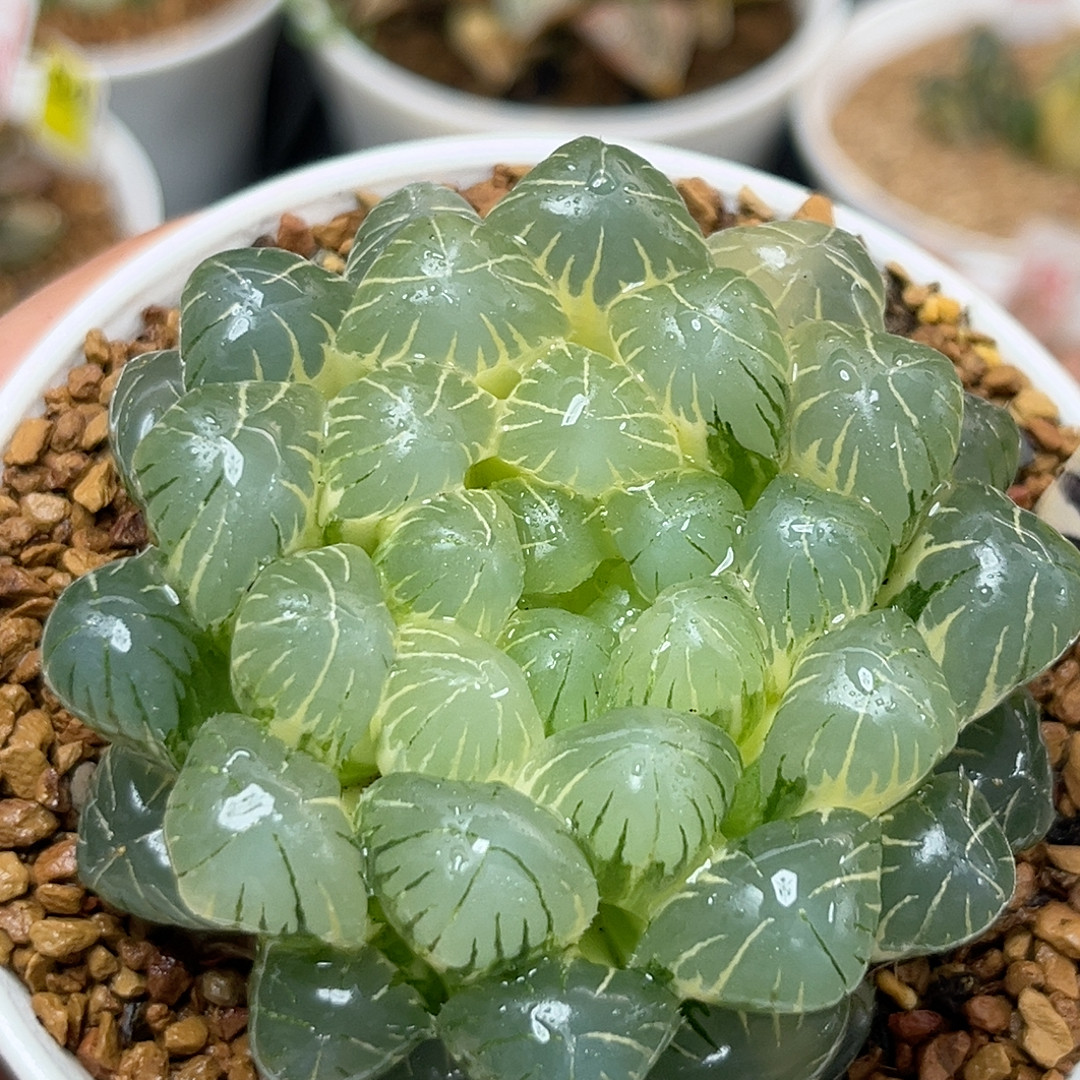 9糊斑湖水玉露锦,鲜花速递/花卉仿真/绿植园艺,多肉植物,淘宝优惠券,粉丝福利购,淘宝优惠卷