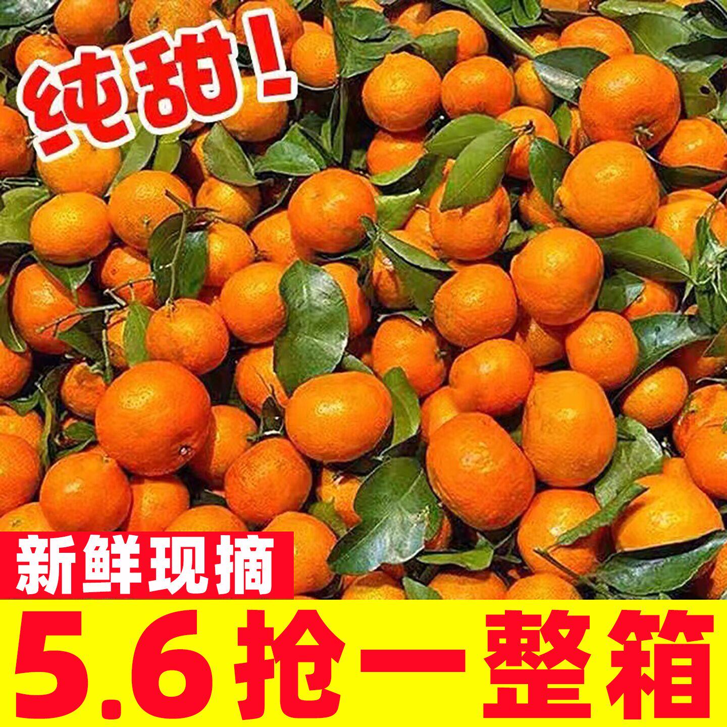 广西正宗砂糖橘5斤整箱包邮新鲜水果当季砂糖桔蜜橘桔子时令水果