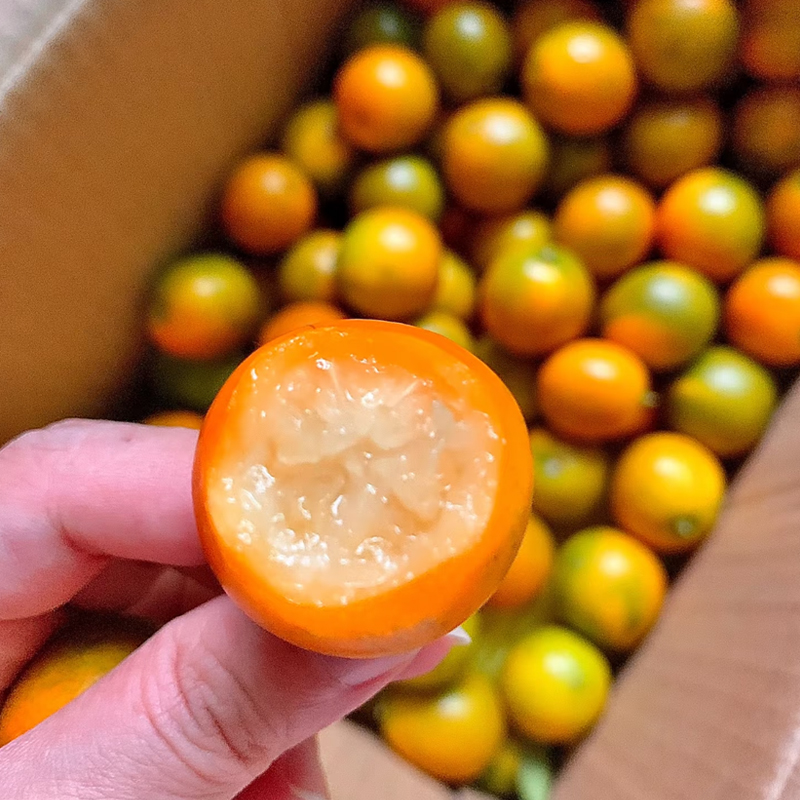 广西新鲜脆皮金桔新鲜桔子当季现摘水果纯甜蜜小金柑桔整箱包邮