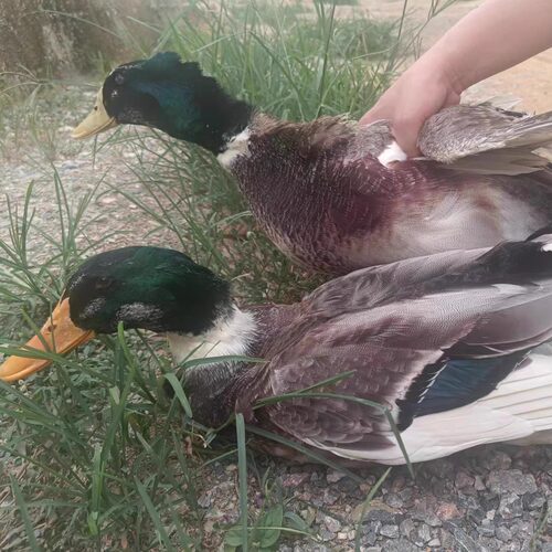 农村新鲜现杀真空土鸭包邮