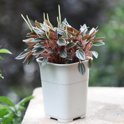 多浆植物花盆价格 多浆植物花盆图片 星期三