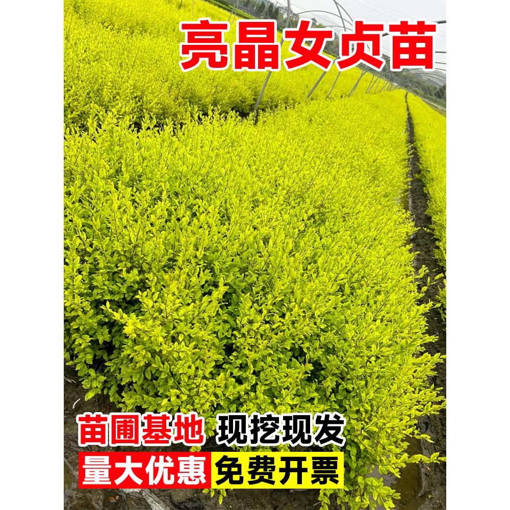 亮晶女贞树苗四季常青耐寒不落叶亮金女贞球花园庭院篱笆球型植物