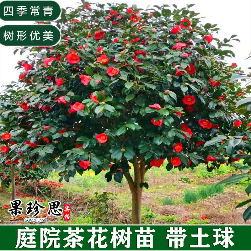 庭院耐冬红色茶花树苗室外大型绿植浓香盆栽山茶花苗四季青带花苞